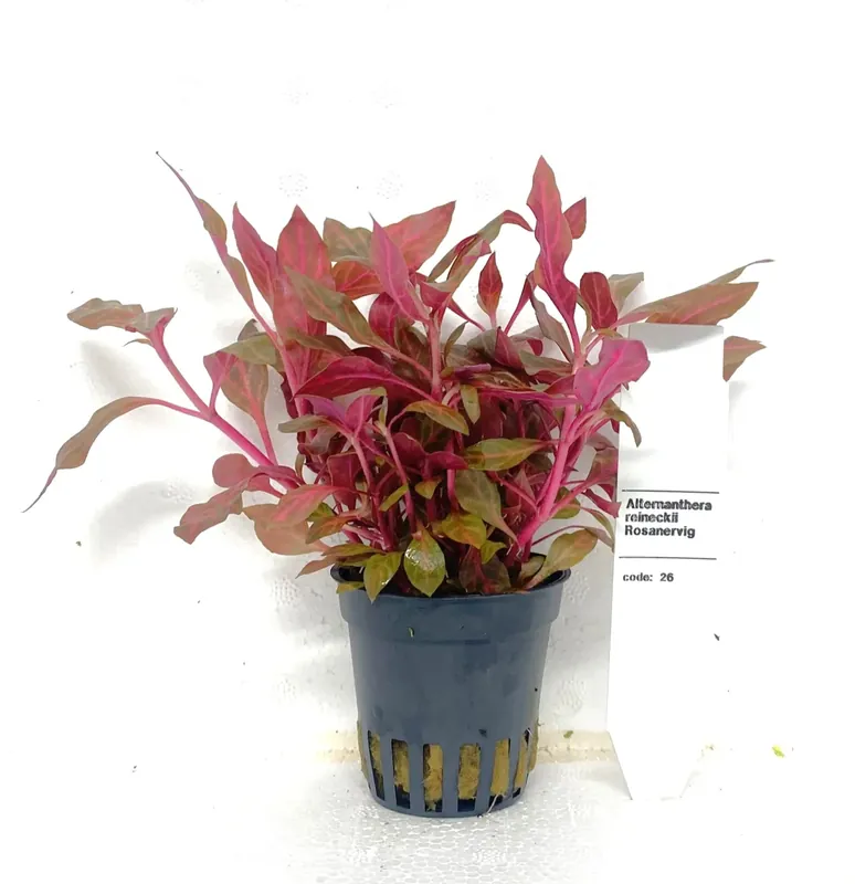 Alternanthera Reineckii Rosanervig - Kampanjpris