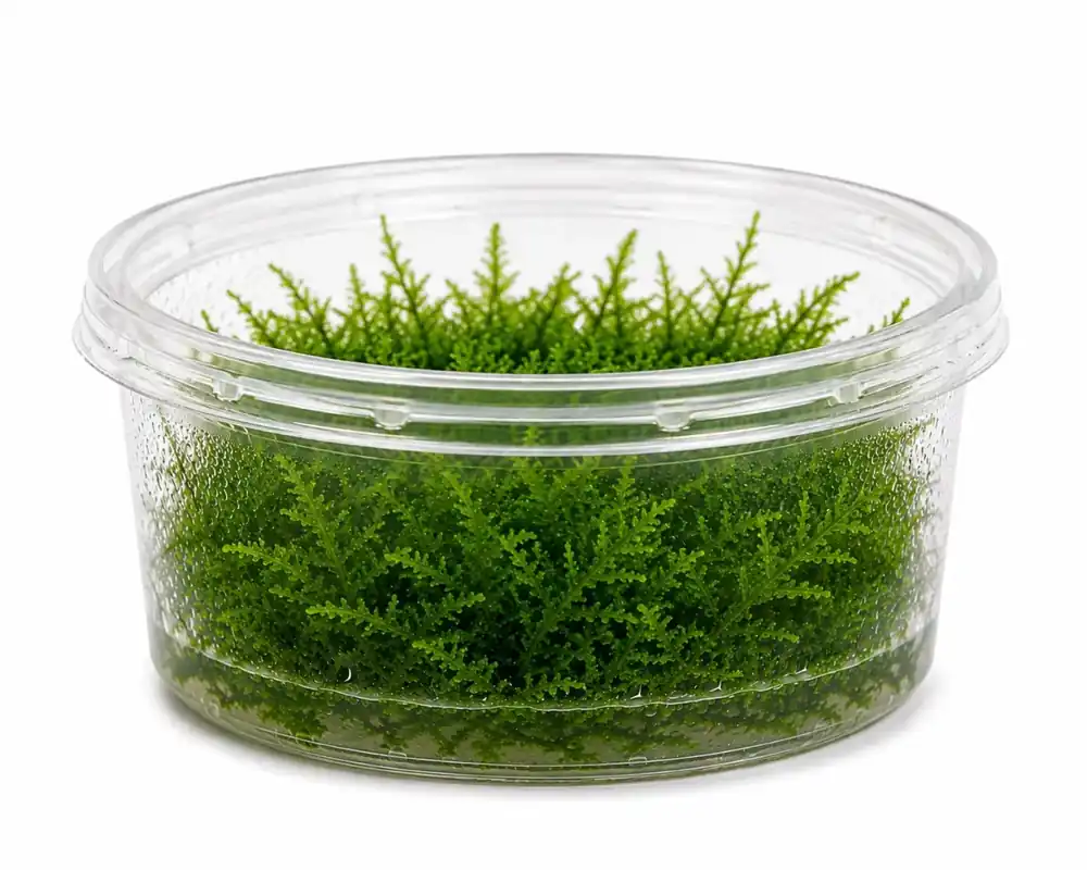 Peacock Moss | Handla online