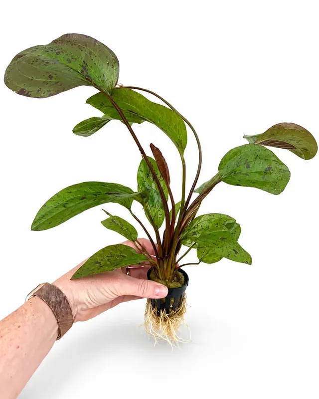 Handla nu - Echinodorus ’Ozelot Red’