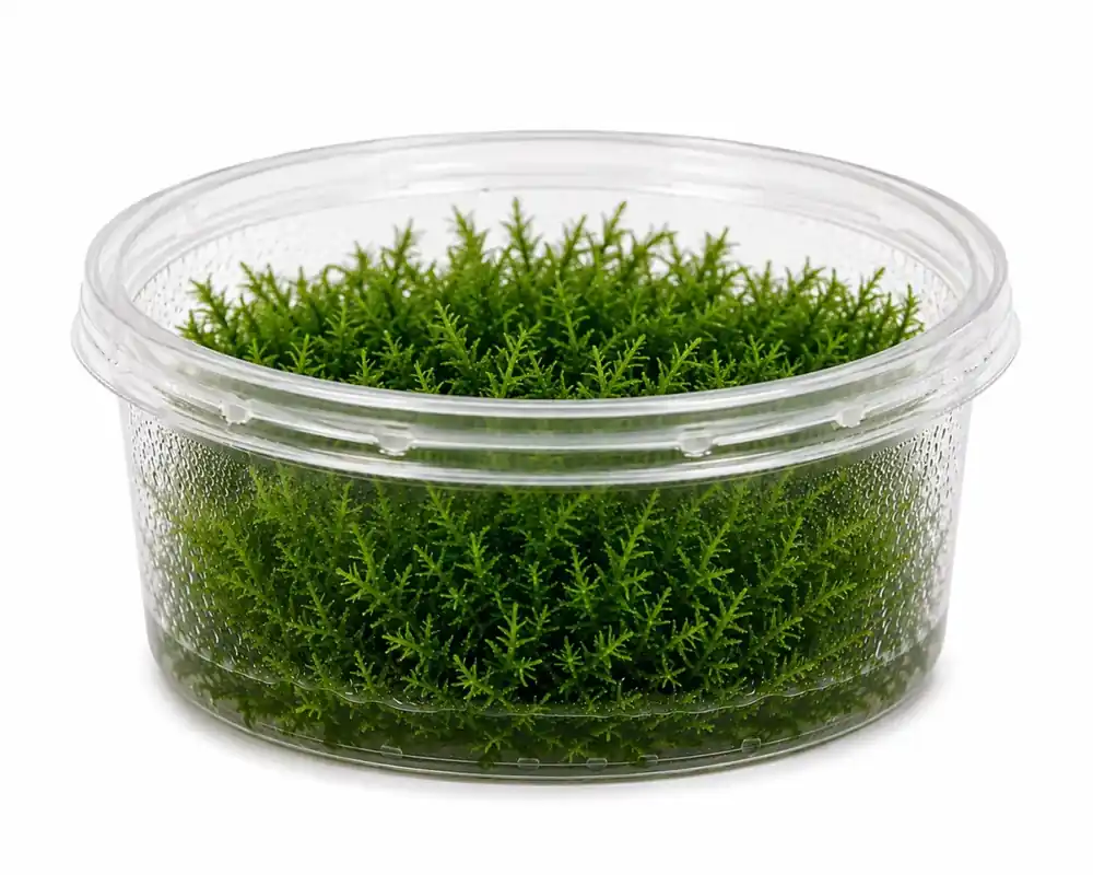 Spiky Moss (Taxiphyllum Sp) | Köp nu