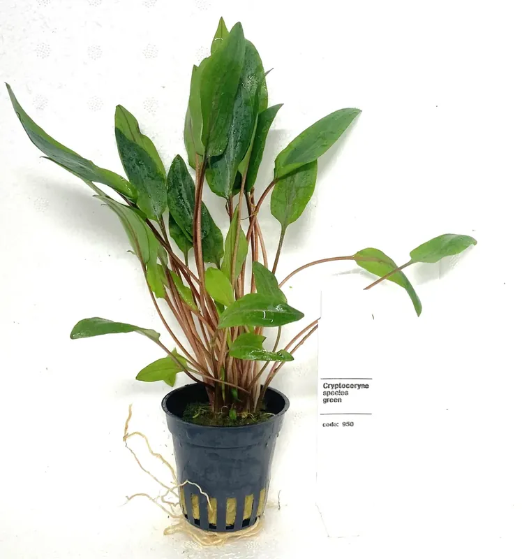 Cryptocoryne Species Green - Snabb leverans