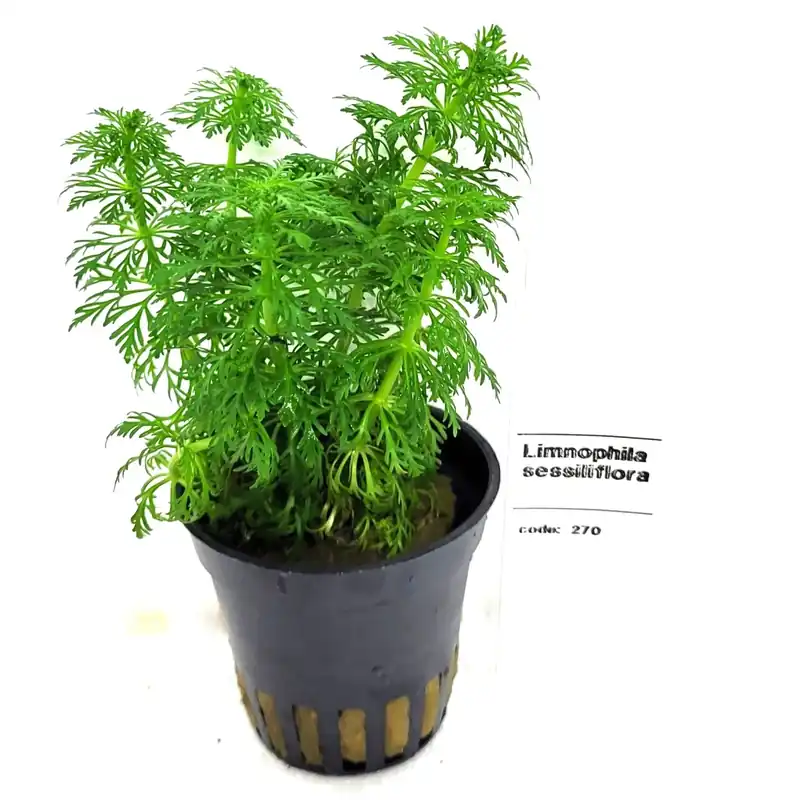 Limnophila Sessiliflora – Ambulia | Köp direkt