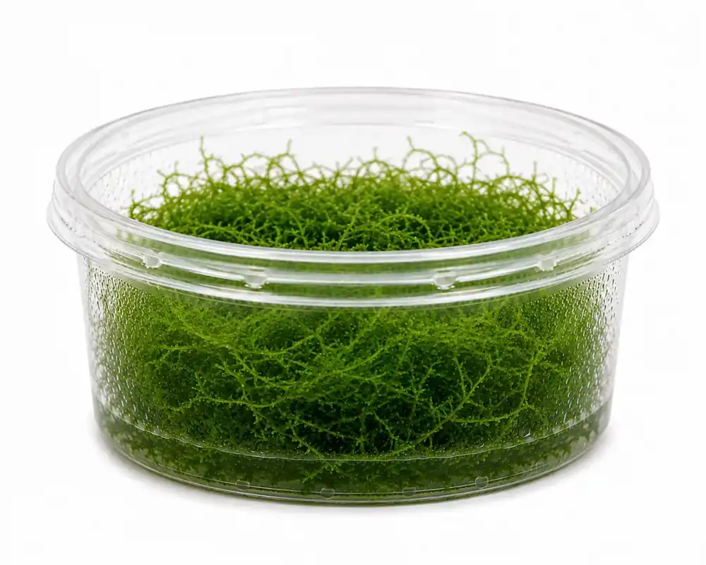 Precis lanserat - Stringy Moss (Leptodictyum Riparium)