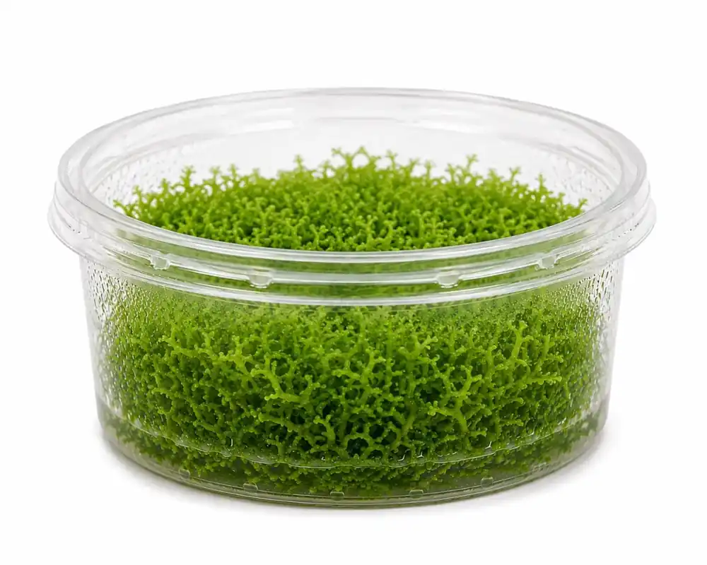 Riccia Fluitans - Säker betalning