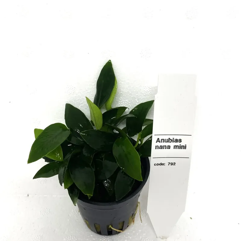 Anubias Nana Mini - Professionell kvalitet