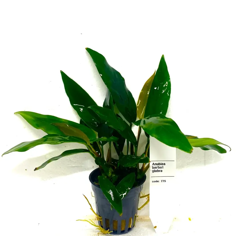 Anubias Barteri Glabra - Fabrikspris
