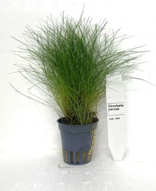 Smidig beställning - Elocharis Acicularis