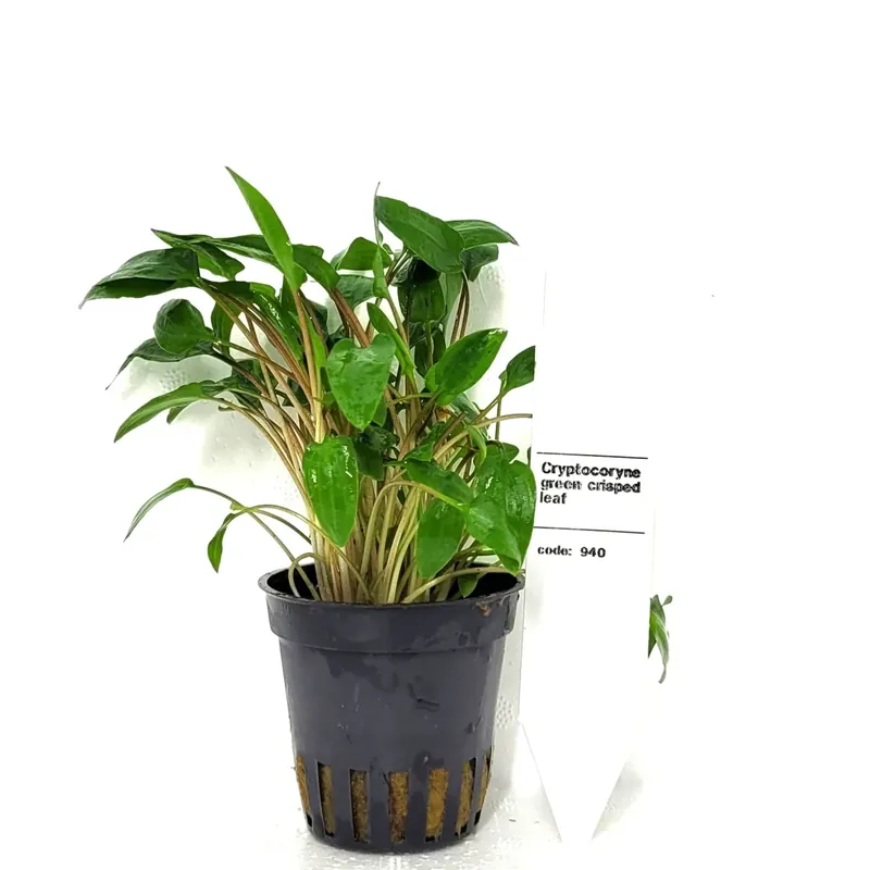 Beställ online - Cryptocoryne Green Crisped Leaf