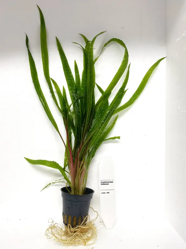 Bästa pris - Cryptocoryne Balansae