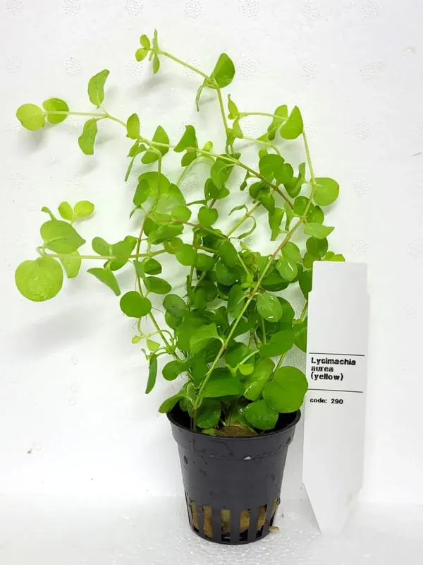 Rea - Lysimachia Aurea (Yellow)