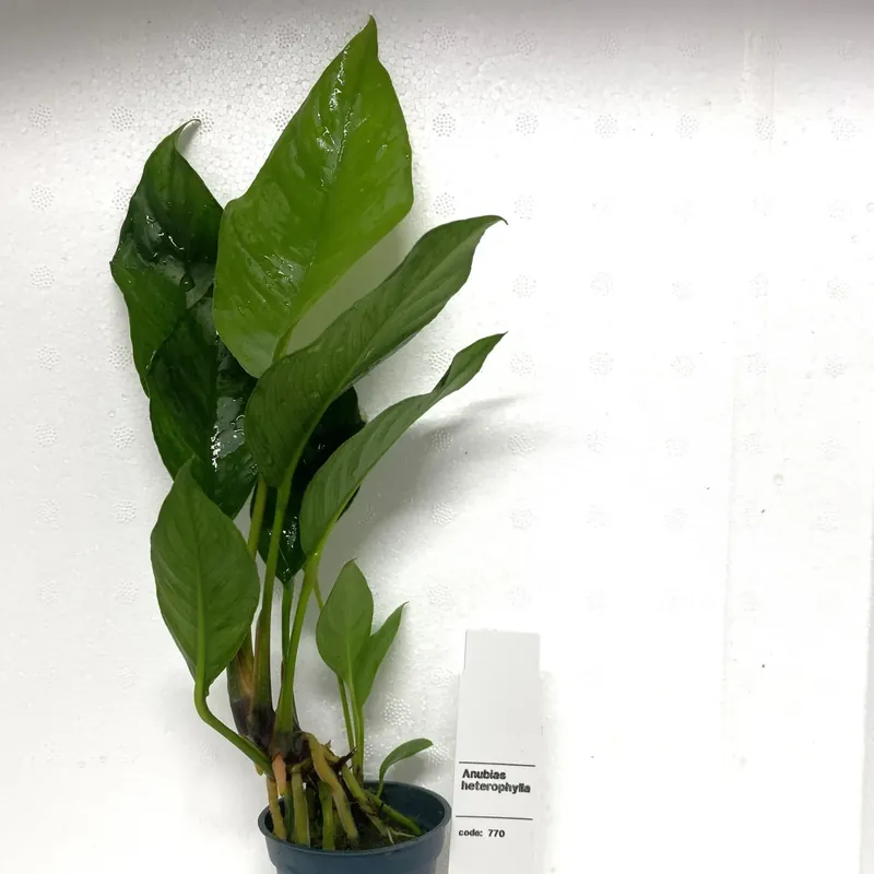 Kampanjpris | Anubias Heterophylla