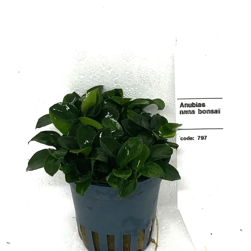 Anubias Nana Bonsai - Ta chansen