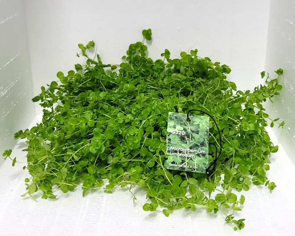 Micranthemum Umbrosum - Dagens deal
