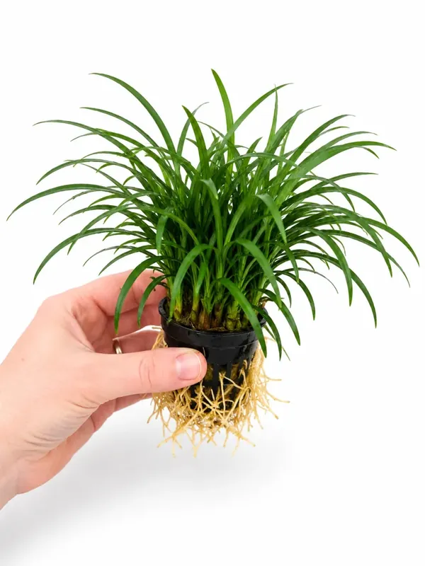 Köp direkt - Ophiopogon japonicus ’Pusillus’