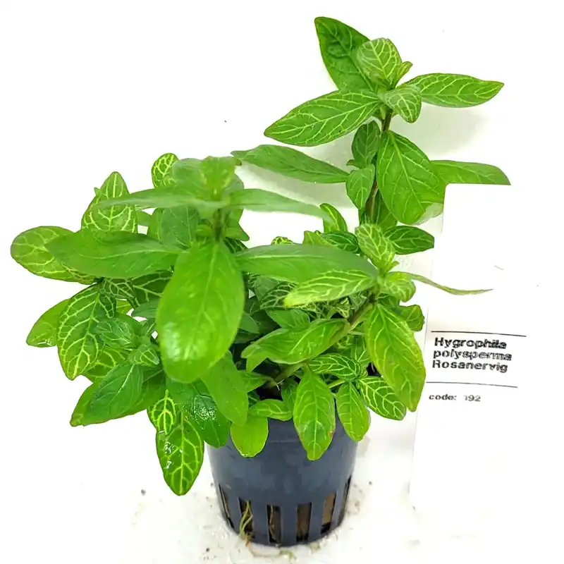Rekommenderas - Hygrophila Polysperma Rosanervig