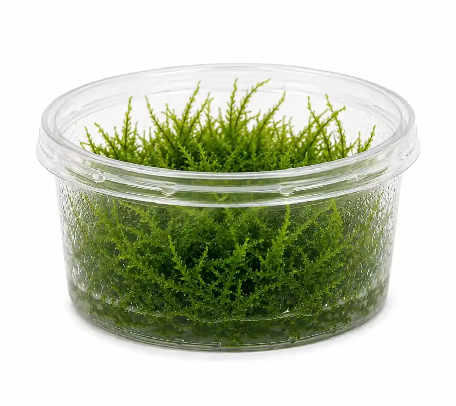 Flame Moss (Taxiphyllum Sp) | Beställ nu