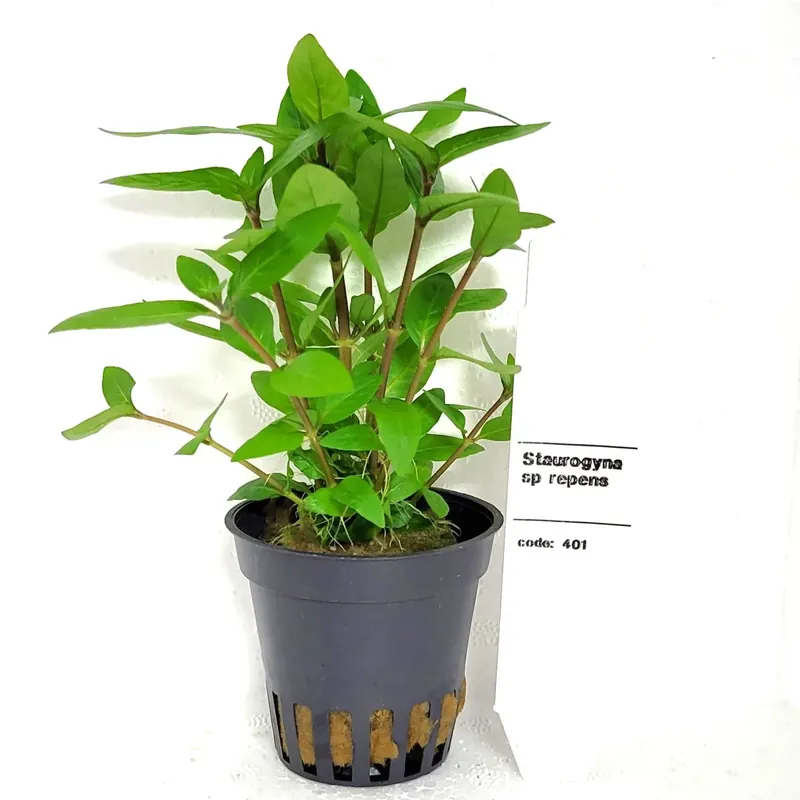 Staurogyna Sp Repens | Spara nu