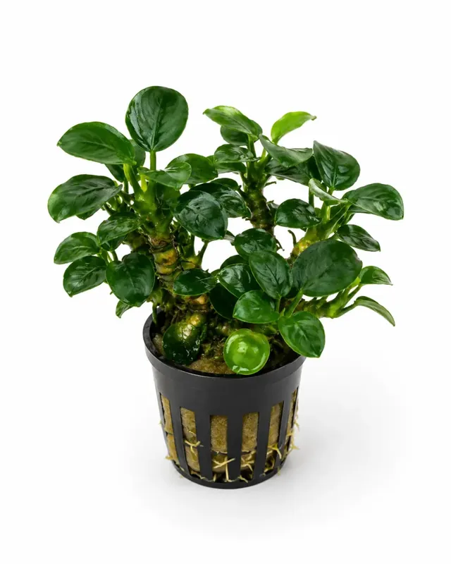 Rabatter - Anubias Bonsai