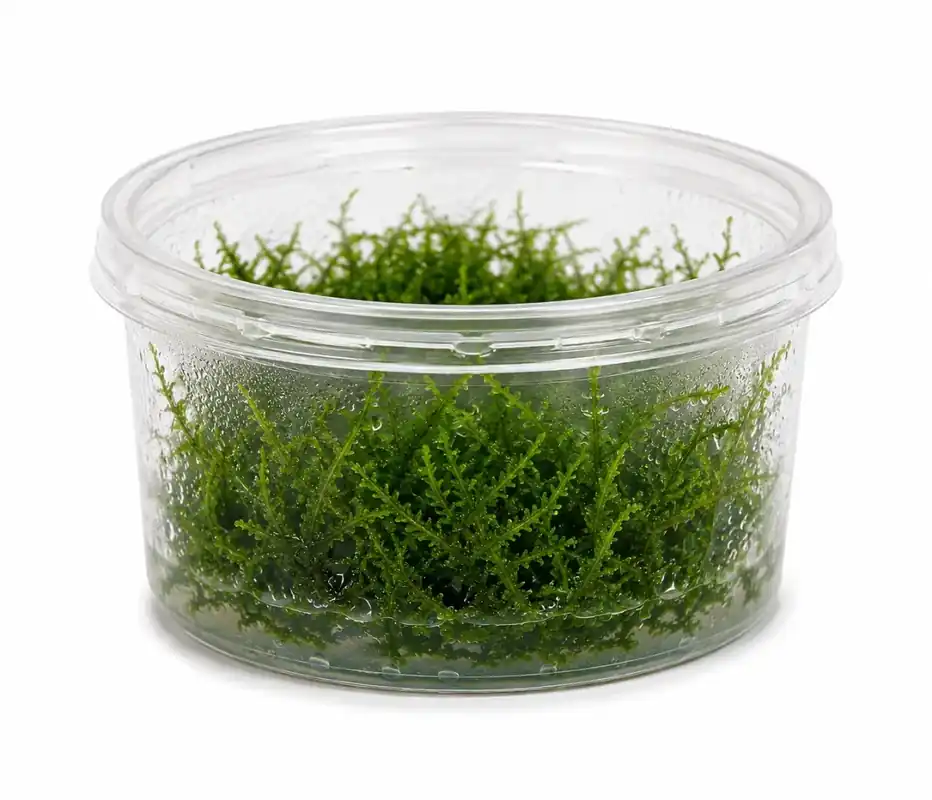 Erect Moss (Vesicularia Reticulata) | Nyligen lanserat