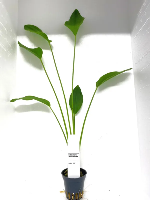 I lager - Echinodorus Argentinensis