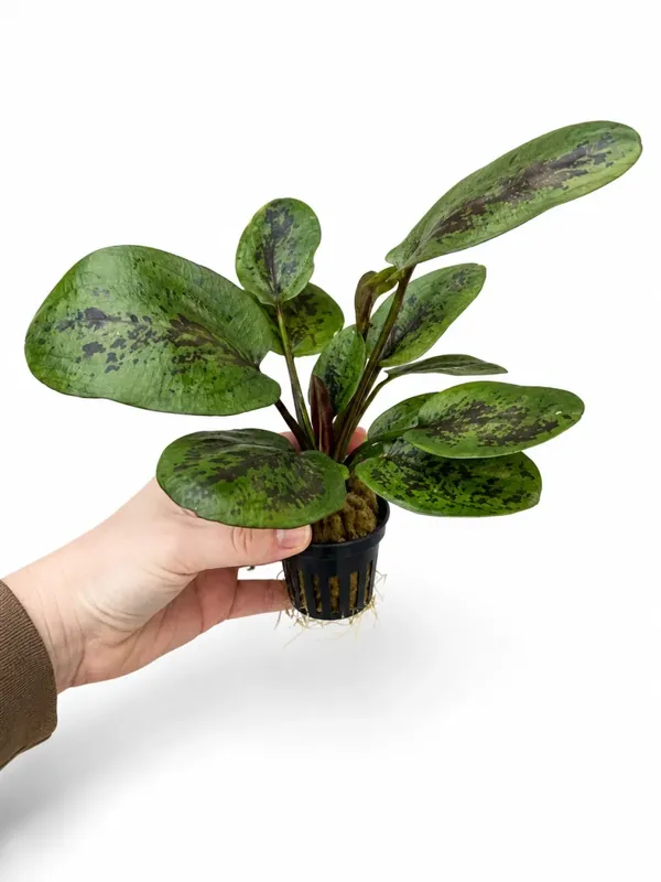 Echinodorus ’Chocolate Marble’ - Ta chansen