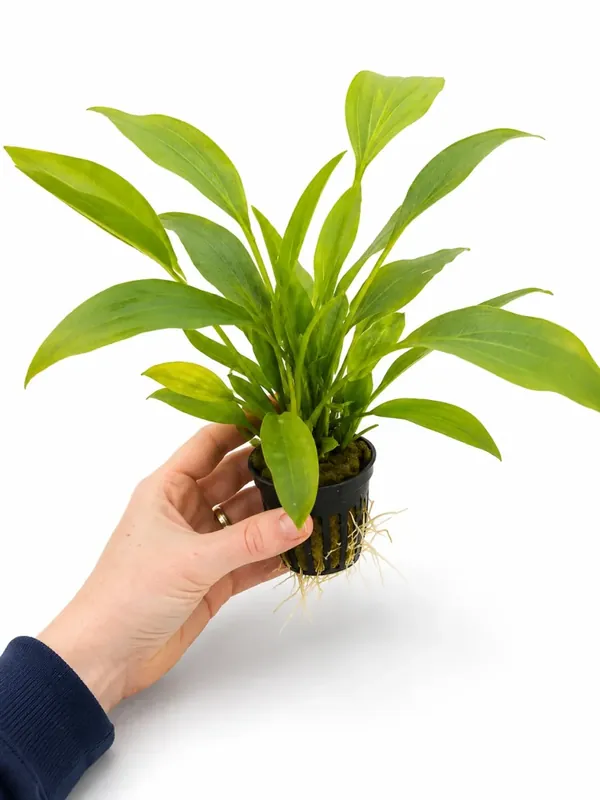 Efterfrågad - Echinodorus argentinensis