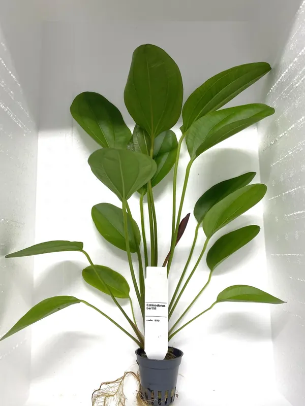 Echinodorus Barthii - Nyhet
