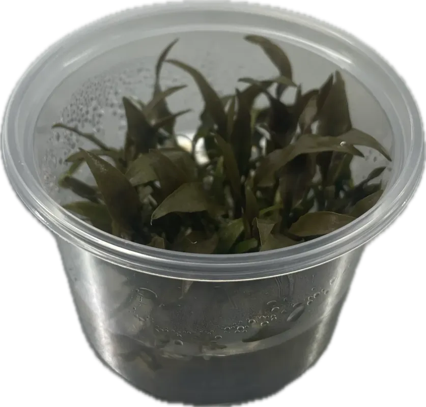 Cryptocoryne petchii ’Pink’ In Vitro - Spara nu