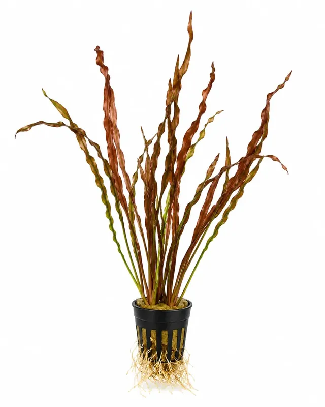 Nytt i sortimentet - Vallisneria spiralis ’Red’