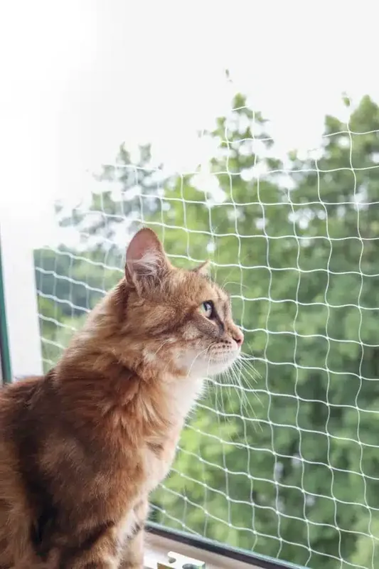 Ny lansering | Kattnät transparent 4 x 3 cm