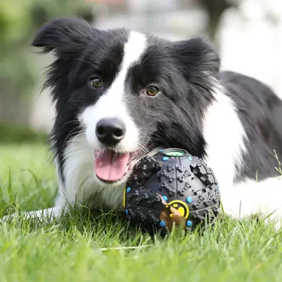 Hundmat Pussel Leksak | Mycket efterfrågad
