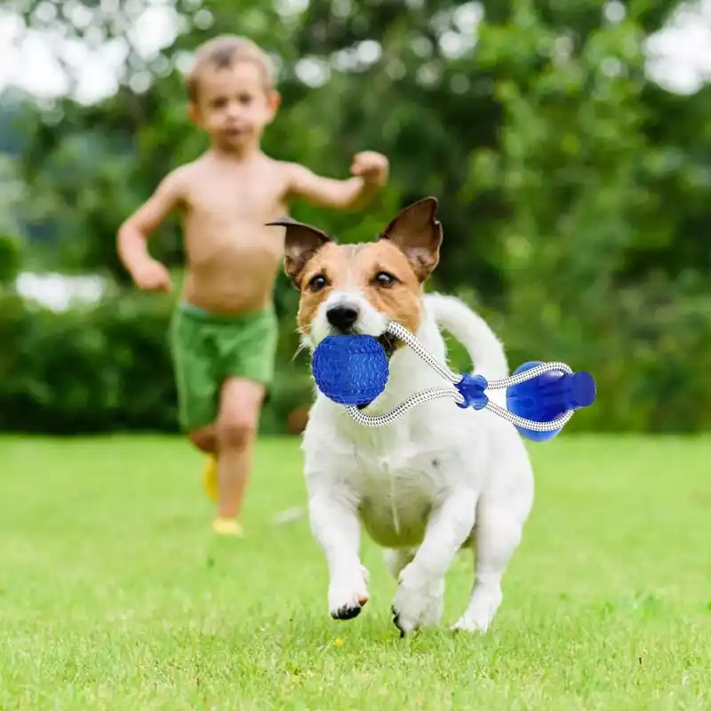 Interaktiv Sugkoppsleksak För Hund | Expressfrakt