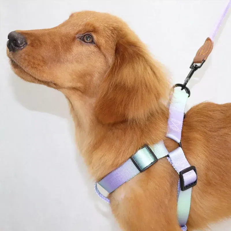 Kampanj | Hundsele med koppel