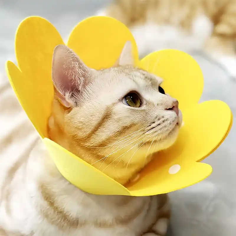 Extra rabatt | Blomkrage för katter – skyddande halskon