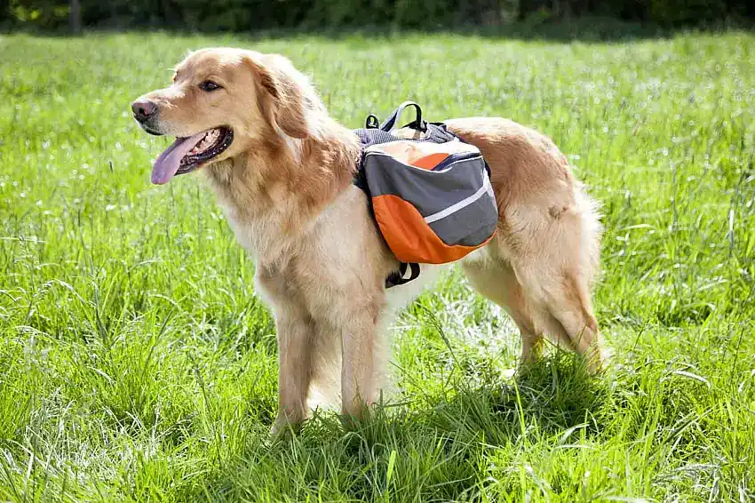 Extreme Backpack Klövjeväska Orange/Grå - Snabb leverans