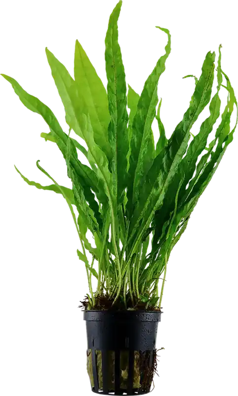 Nytt hos oss | Tropica Microsorum pteropus