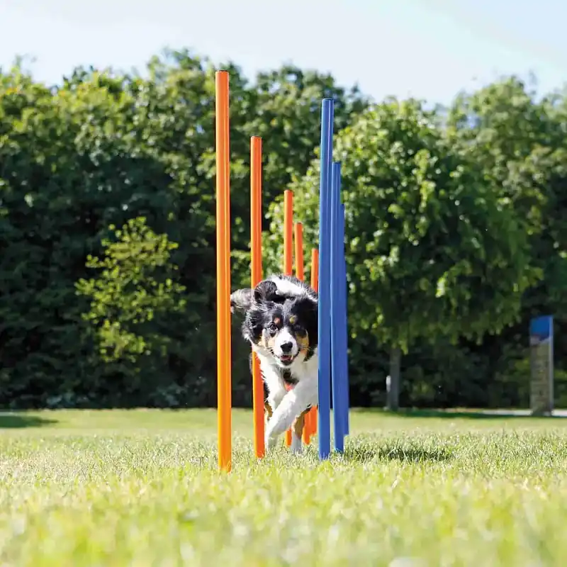 Toppkvalitet | Agility 12 st Slalompinnar Plast 115 cm