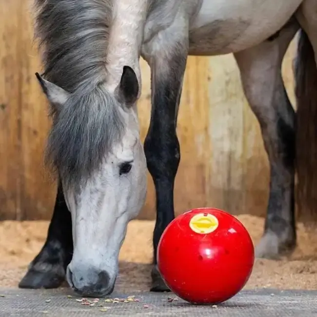 Likit Snak-a-Ball (Röd) - Nyinkommet