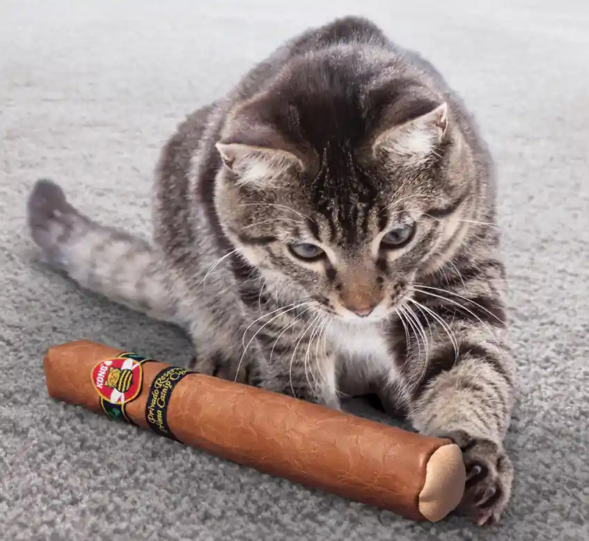 Kong Cat BetterBuzz Cigar | Expressleverans