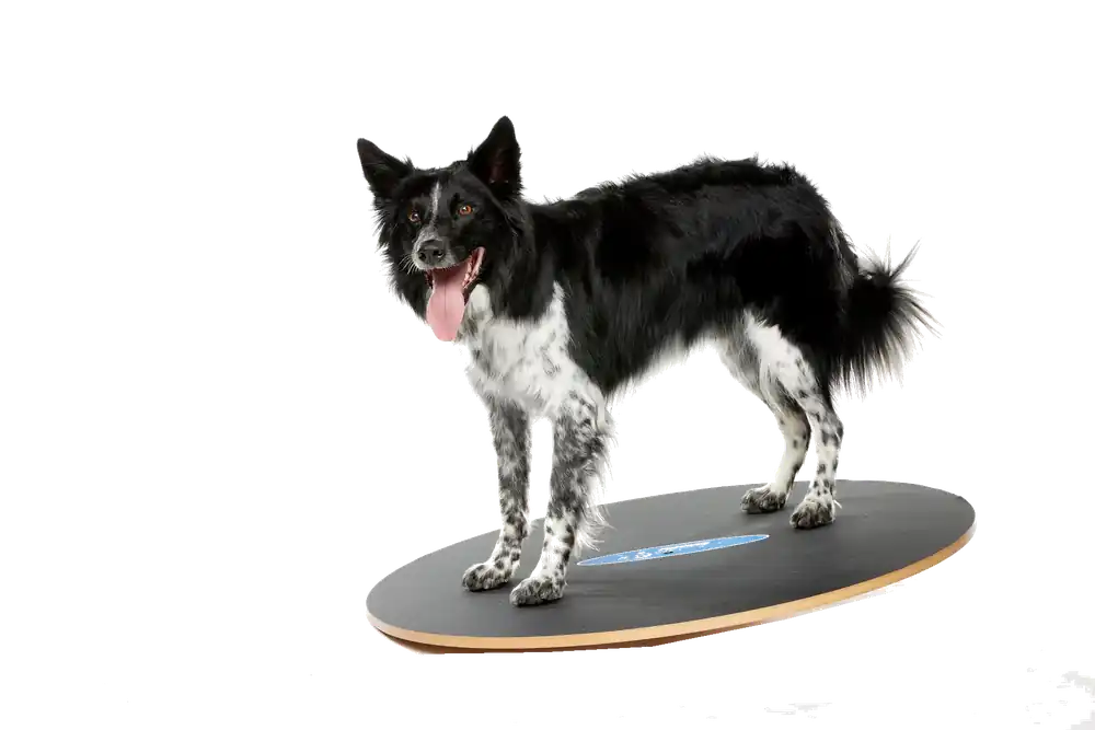 FitPaws Wobble Board- Balansbräda | Premiumkvalitet