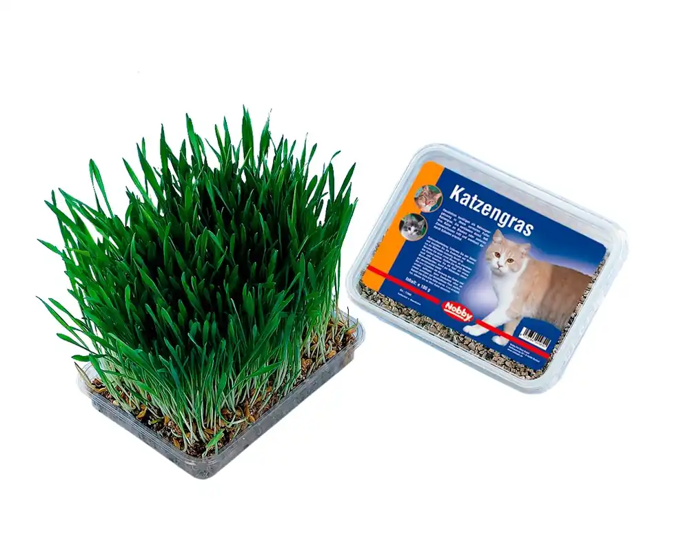 Nobby Kattgräs 100g - Sänkt pris