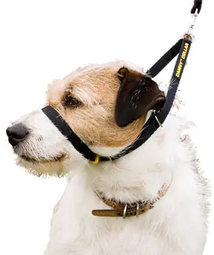Handla online - CANNY COLLAR – reflektionshalsband