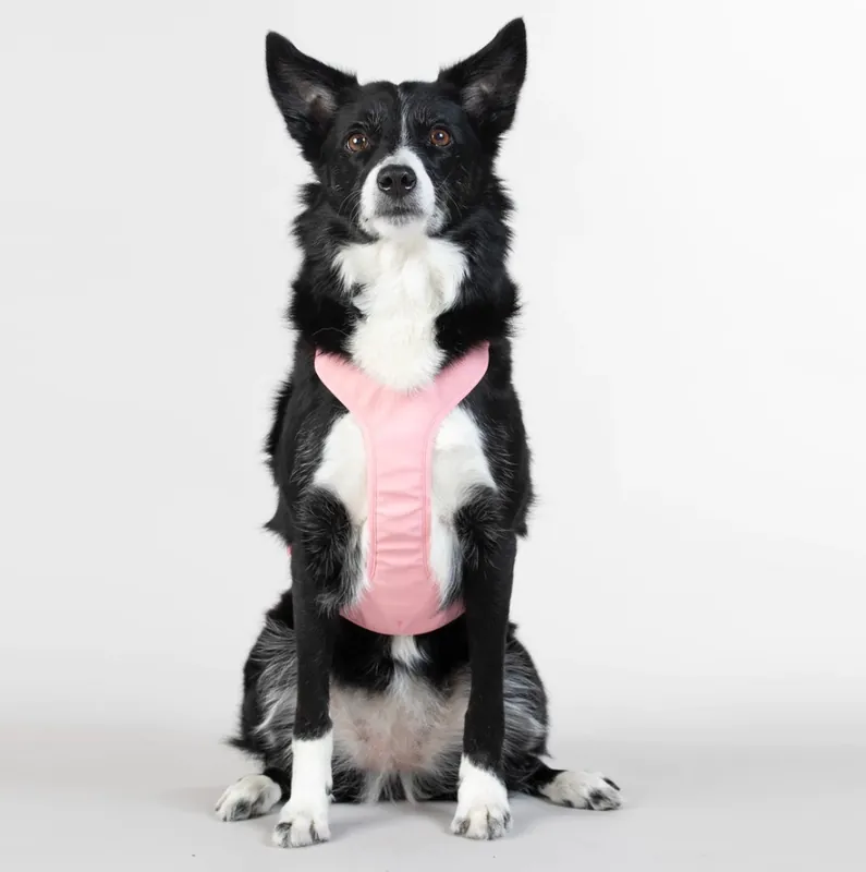 Reflekterande Hundsele, rosa - M | Expressfrakt