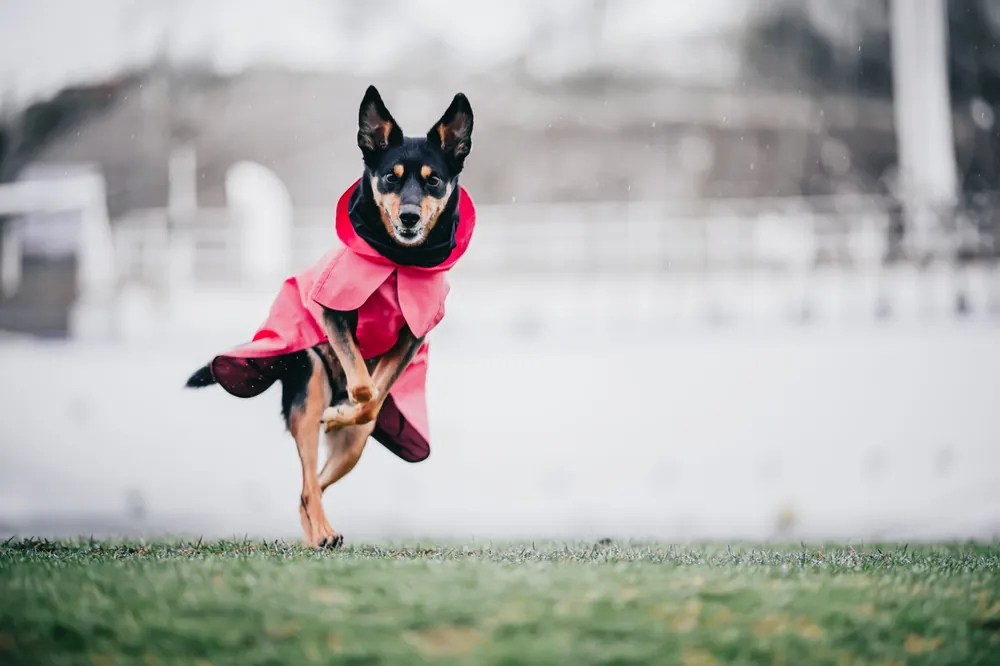 Rekommenderas | Reflekterande Regnjacka Hund, rosa - 65