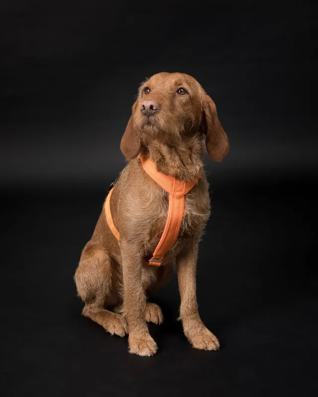 Bra pris just nu | Easy Harness Reflekterande Hundsele Orange - S