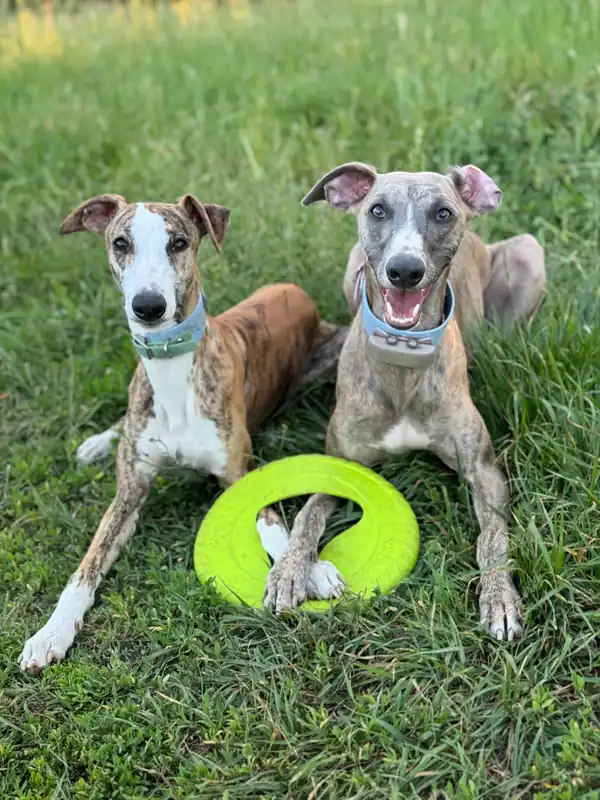 Frisboo Hundfrisbee Mini - Grön - Bästsäljare