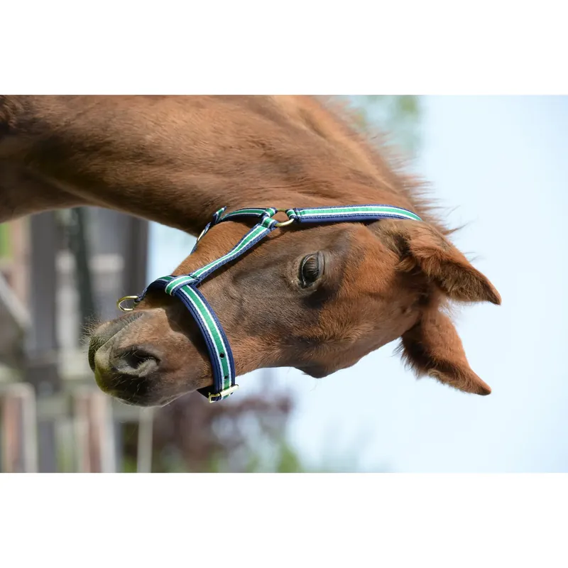 Prissänkt | Halter för föl Bucas Dublin
