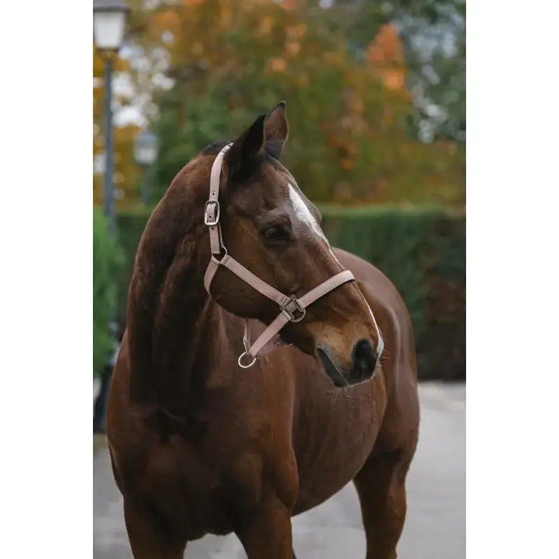 Hästgrimma i nylon Equithème Spring | Gratis retur