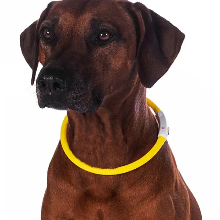 Hundhalsband LED Lights Gul | Ny lansering