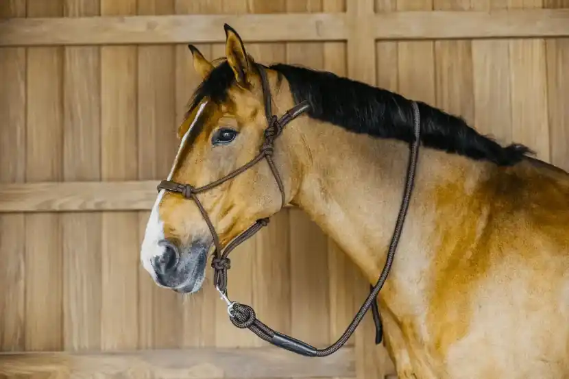 Repgrimma – Training Halter – DYON - Extra rabatt